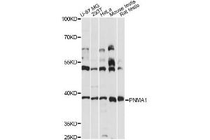 Western blot analysis of extracts of various cell lines, using PNMA1 antibody (ABIN6291181) at 1:3000 dilution. (PNMA1 anticorps)