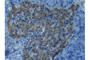 IHC-P analysis of Mouse Pancreas Tissue, with DAB staining. (MMP 9 anticorps  (AA 225-390))