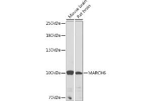 Western blot analysis of extracts of various cell lines, using M Rabbit pAb (ABIN7268468) at 1:1000 dilution. (MARCH6 anticorps  (AA 10-80))