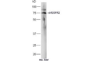 Mouse liver lysates probed with Rabbit Anti-sVEGFR2 Polyclonal Antibody, Unconjugated (ABIN677393) at 1:300 overnight at 4˚C. (VEGFR2/CD309 anticorps  (AA 601-678))