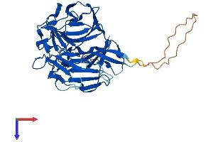 AlphaFold protein structure predicition of Mouse Recombinant Rabepk Protein, UniprotID Q8VCH5
