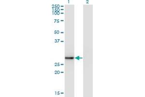 Western Blot analysis of EXOSC5 expression in transfected 293T cell line by EXOSC5 monoclonal antibody (M05), clone 1E11.