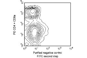 CD3e expression in spleen and thymus. (CD3 epsilon anticorps)