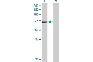 Western Blot analysis of CDC6 expression in transfected 293T cell line by CDC6 MaxPab polyclonal antibody. (CDC6 anticorps  (AA 1-560))