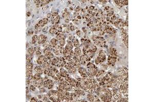 Immunohistochemical staining (Formalin-fixed paraffin-embedded sections) of human adrenal gland with SLC30A9 polyclonal antibody  shows strong cytoplasmic positivity in cortical cells at 1:50-1:200 dilution. (SLC30A9 anticorps)