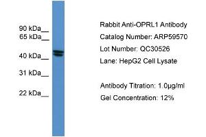 WB Suggested Anti-OPRL1  Antibody Titration: 0. (OPRL1 anticorps  (Middle Region))