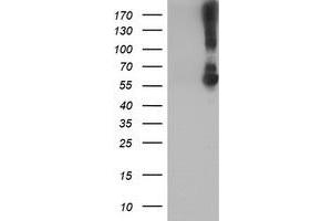 Western Blotting (WB) image for anti-Potassium Inwardly-Rectifying Channel, Subfamily J, Member 3 (KCNJ3) (AA 279-501) antibody (ABIN1491309) (KCNJ3 anticorps  (AA 279-501))