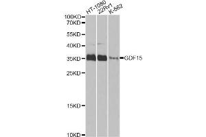 Western blot analysis of extracts of various cell lines, using GDF15 Antibody. (GDF15 anticorps)