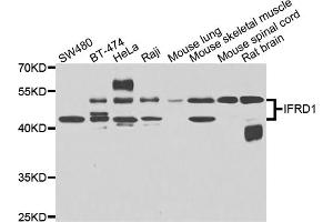 Western blot analysis of extracts of various cell lines, using IFRD1 antibody (ABIN4904013) at 1:1000 dilution. (IFRD1 anticorps)