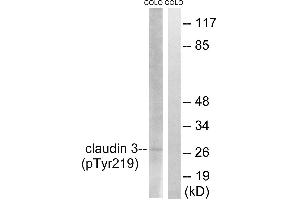 Western blot analysis of extracts from COLO cells, treated with EGF (200ng/ml, 30mins), using Claudin 3 (Phospho-Tyr219) antibody. (Claudin 3 anticorps  (pTyr219))