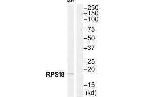 Western Blotting (WB) image for anti-Ribosomal Protein S18 (RPS18) (Internal Region) antibody (ABIN1850574) (RPS18 anticorps  (Internal Region))