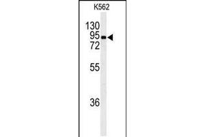 Western blot analysis of EFHC2 Antibody in K562 cell line lysates (35ug/lane) (EFHC2 anticorps  (N-Term))