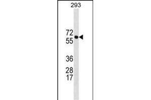 BR Antibody (N-term) 19664a western blot analysis in 293 cell line lysates (35 μg/lane). (BRAP anticorps  (N-Term))