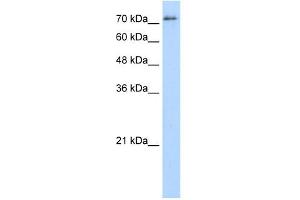 SFPQ antibody used at 5 ug/ml to detect target protein.