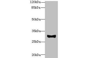 Western blot All lanes: TMEM41A antibody at 0. (TMEM41A anticorps  (AA 18-66))