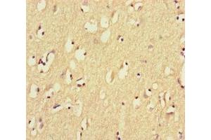 Immunohistochemistry of paraffin-embedded human brain tissue using ABIN7164461 at dilution of 1:100 (GPR156 anticorps  (AA 614-814))