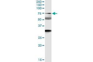 Immunoprecipitation of ZNF18 transfected lysate using anti-ZNF18 MaxPab rabbit polyclonal antibody and Protein A Magnetic Bead , and immunoblotted with ZNF18 purified MaxPab mouse polyclonal antibody (B01P) . (ZNF18 anticorps  (AA 1-549))