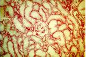 Laminin §1-chain in normal human kidney (MAb DG10, laminin §1) (Laminin beta 1 anticorps)