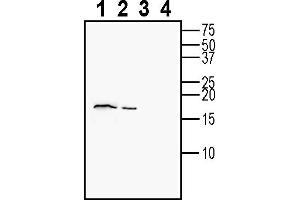 anti-CART Prepropeptide (CARTPT) (AA 95-108), (Secreted) antibody