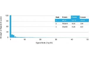 Analysis of Protein Array containing more than 19,000 full-length human proteins using MUC4 Mouse Monoclonal Antibody (MUC4/3084) Z- and S- Score: The Z-score represents the strength of a signal that a monoclonal antibody (MAb) (in combination with a fluorescently-tagged anti-IgG secondary antibody) produces when binding to a particular protein on the HuProtTM array.