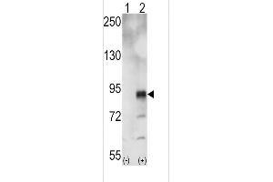 Western blot analysis of EphA5 (arrow) using rabbit polyclonal EphA5 Antibody (ABIN391894 and ABIN2841713). (EPH Receptor A5 anticorps)
