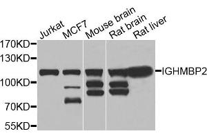 Western blot analysis of extracts of various cells, using IGHMBP2 antibody. (IGHMBP2 anticorps)