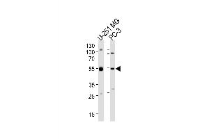 Western blot analysis of lysates from U-251 MG, PC-3 cell line (from left to right), using DEK Antibody at 1:1000 at each lane.