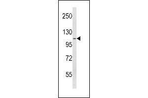Western blot analysis of SPINK5 Antibody (N-term) (ABIN390855 and ABIN2841077) in  cell line lysates (35 μg/lane). (SPINK5 anticorps  (N-Term))
