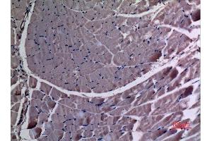 Immunohistochemistry (IHC) analysis of paraffin-embedded Rat Muscle, antibody was diluted at 1:100. (UBE4A anticorps  (N-Term))