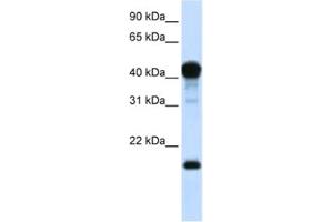 Western Blotting (WB) image for anti-TEA Domain Family Member 1 (SV40 Transcriptional Enhancer Factor) (TEAD1) antibody (ABIN2461919) (TEAD1 anticorps)