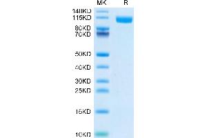Biotinylated Human TLR3 on Tris-Bis PAGE under reduced condition.