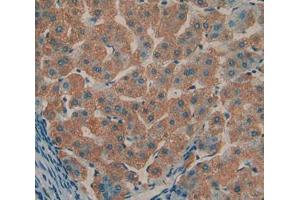 Used in DAB staining on fromalin fixed paraffin- embedded liver tissue (TOLLIP anticorps  (AA 28-261))