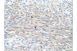 Image no. 1 for anti-Polyamine Modulated Factor 1 (PMF1) (AA 41-90) antibody (ABIN6736317)