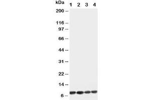 Western blot testing of Apelin antibody and Lane 1:  U87;  2: MCF-7;  3: HeLa;  4: MM453 cell lysate (Apelin anticorps  (C-Term))