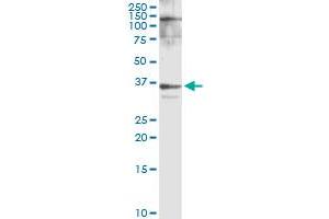 Immunoprecipitation of HMGCL transfected lysate using anti-HMGCL MaxPab rabbit polyclonal antibody and Protein A Magnetic Bead , and immunoblotted with HMGCL MaxPab rabbit polyclonal antibody (D01) .
