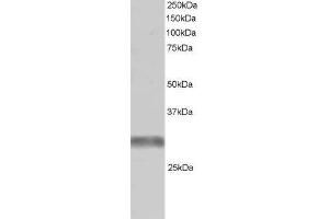 ABIN184987 (1µg/ml) staining of Human Skeletal Muscle lysate (RIPA buffer, 30µg total protein per lane). (TRIM7 anticorps  (C-Term))