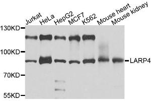 Western blot analysis of extracts of various cell lines, using LARP4 antibody. (LARP4 anticorps)