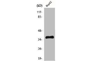 Western Blot analysis of Jurkat cells using Hel-N1 Polyclonal Antibody
