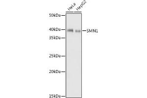 Western blot analysis of extracts of various cell lines, using SMN1 antibody (ABIN7270651) at 1:1000 dilution. (SMN1 anticorps)