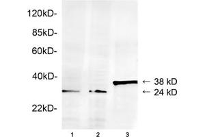 Lane 1: Hela cell lysateLane 2: HEK293 cell lysateLane 3: Recombinant human Geminin proteinWestern blot analysis of cell lysates and recombinant human Geminin protein using 1 µg/mL Rabbit Anti-Geminin Polyclonal Antibody (ABIN398787) The signal was developed with IRDyeTM 800 Conjugated Goat Anti-Rabbit IgG. (Geminin anticorps  (AA 50-100))