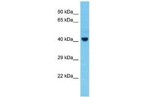Host:  Rabbit  Target Name:  TSG101  Sample Type:  Thymus tumor lysates  Antibody Dilution:  1. (TSG101 anticorps  (N-Term))