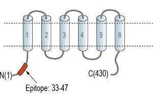 Representative domain view of the target of ABIN7885478.