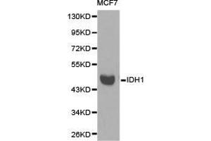 Western Blotting (WB) image for anti-Isocitrate Dehydrogenase 1 (NADP+), Soluble (IDH1) antibody (ABIN1873133) (IDH1 anticorps)