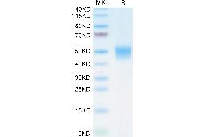 Biotinylated Mouse PD-L1 on Tris-Bis PAGE under reduced condition.