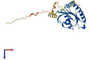 AlphaFold protein structure predicition of Human Recombinant RASL11A Protein, UniprotID Q6T310