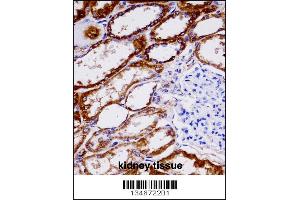 NDUFAB1 immunohistochemistry analysis in formalin fixed and paraffin embedded human kidney tissue followed by peroxidase conjugation of the secondary antibody and DAB staining. (NDUFAB1 anticorps  (C-Term))
