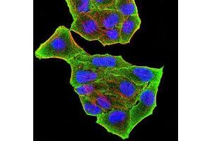 Immunocytochemistry (ICC) image for anti-PR Domain Containing 5 (PRDM5) (AA 1-100) antibody (ABIN5874500) (PRDM5 anticorps  (AA 1-100))