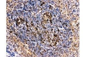 IHC-P: CD10 antibody testing of mouse spleen tissue