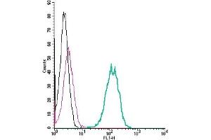 Cell surface detection of GPR142 by indirect flow cytometry in live intact human  monocytic leukemia cell line: + goat-anti-rabbit-FITC. (GPR142 anticorps  (Extracellular))