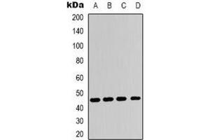 Western blot analysis of Adenosine A2a Receptor expression in Hela (A), HepG2 (B), NIH3T3 (C), H9C2 (D) whole cell lysates. (Adenosine A2a Receptor anticorps  (C-Term))